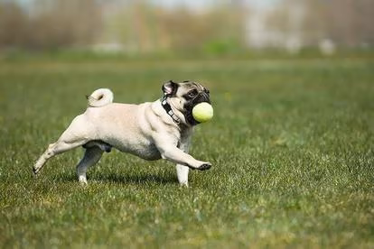 Dog parks in Phoenix, Arizona, Arizona